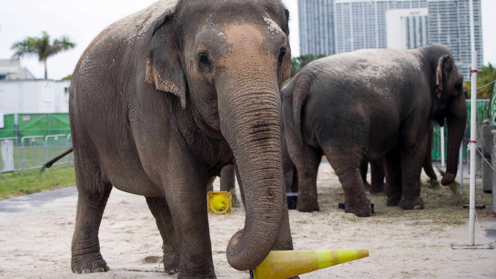 Ringling circus elephants to retire in May