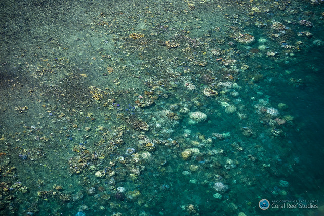 Much of the Great Barrier Reef is bleached beyond fix
