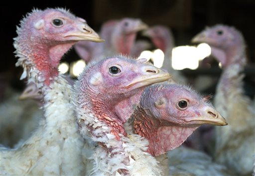 Details about the latest round of bird flu