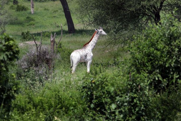 Ecologist Dr Derek Lee took the awesome  photographs of Rare white giraffe