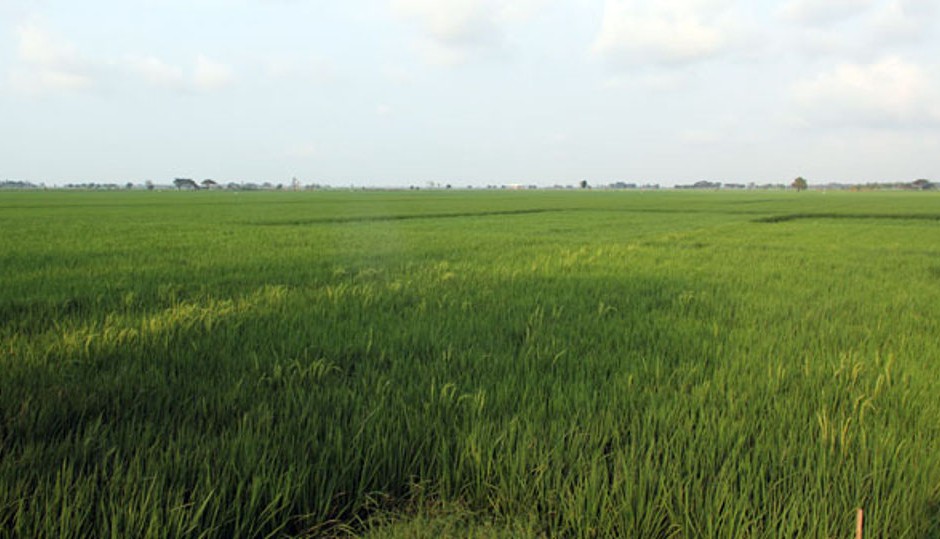 US tourist 'drowns in rice paddy' in India